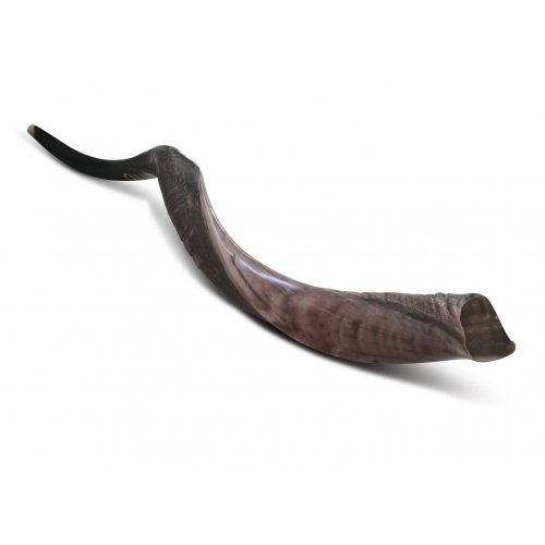 Personalized Shofar - Yemenite Kudu Horn Inscribed with Name