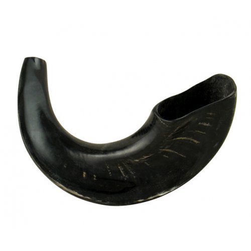 Polished Black Rams Horn Shofar - Medium