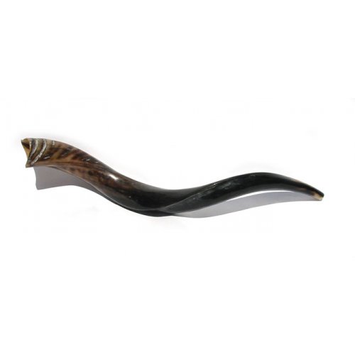 Polished Medium Yemenite Shofar