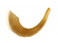 Polished Rams Horn Shofar - Large