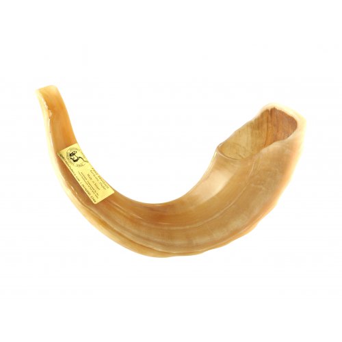 Polished Rams Horn Shofar - Large