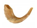 Polished Rams Horn Shofar - Medium Size