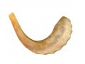 Polished Rams Horn Shofar - Medium Size