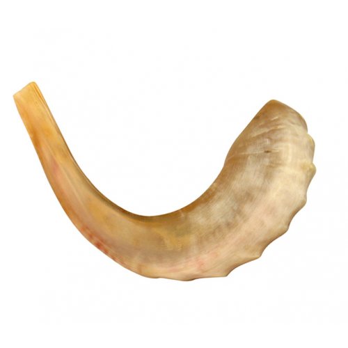 Polished Rams Horn Shofar - Medium Size