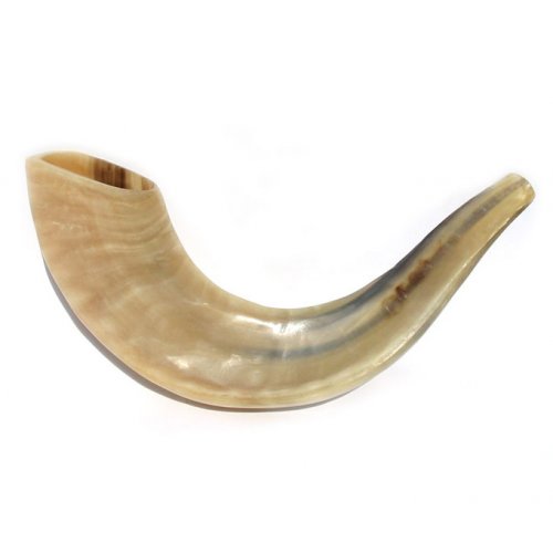 Polished Rams Horn Shofar - Small