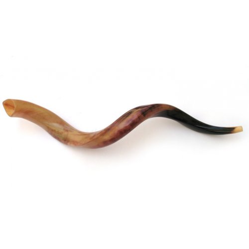 Polished Yemenite Shofar - Large