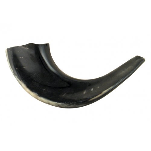 Small Black Ram's Horn Shofar - Polished