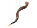 XL Half Polished Half Natural Yemenite Shofar