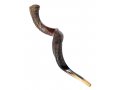 XL Half Polished Half Natural Yemenite Shofar