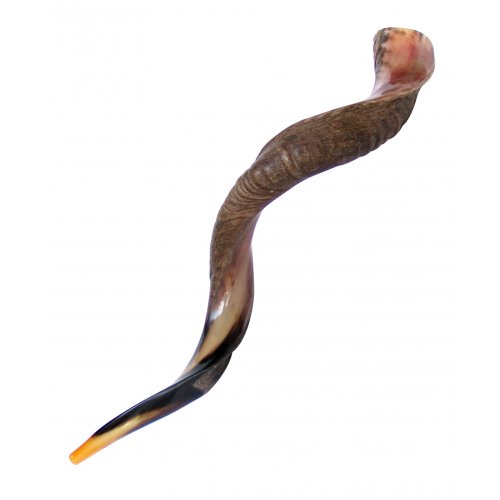 XL Half Polished Half Natural Yemenite Shofar