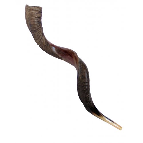 XL Half Polished Half Natural Yemenite Shofar