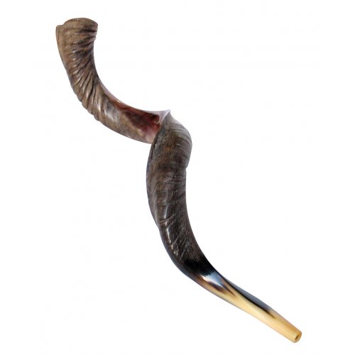 XL Half Polished Half Natural Yemenite Shofar