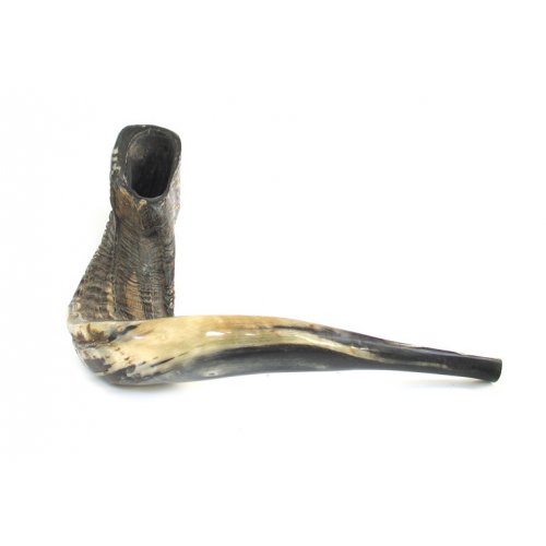 XL Natural Black Rams Horn Shofar