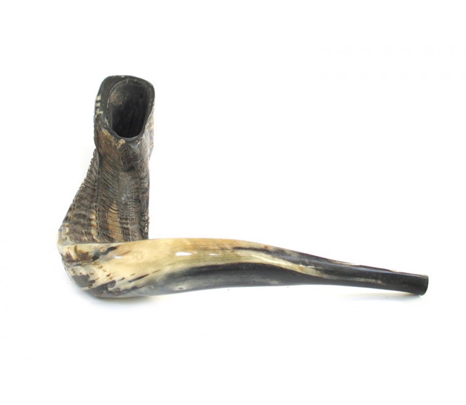 XL Natural Black Rams Horn Shofar