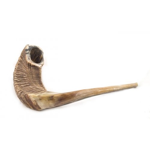 XL Rams Horn Shofar - Natural