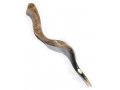 Yemenite Polished Shofar - Extra Large