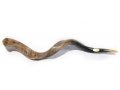 Yemenite Polished Shofar - Extra Large