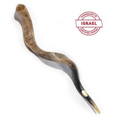 Yemenite Polished Shofar - Extra Large