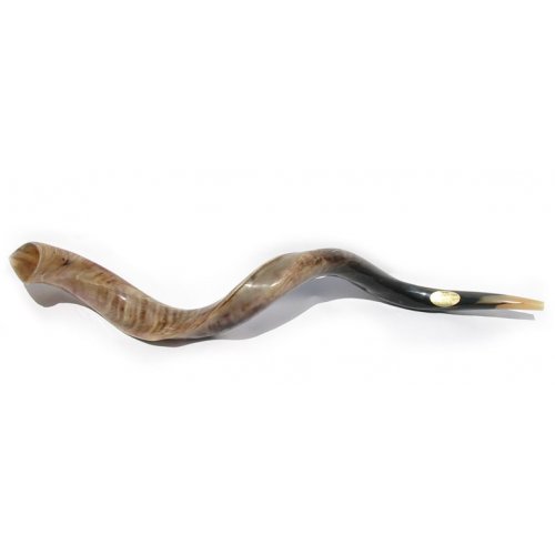 Yemenite Polished Shofar - Extra Large