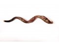 Yemenite Shofar with Hand Sculptured Grapevine Design