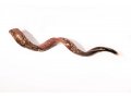 Yemenite Shofar with Hand Sculptured Seven Species Design